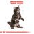 ROYAL CANIN® Maine Coon Kitten 10kg